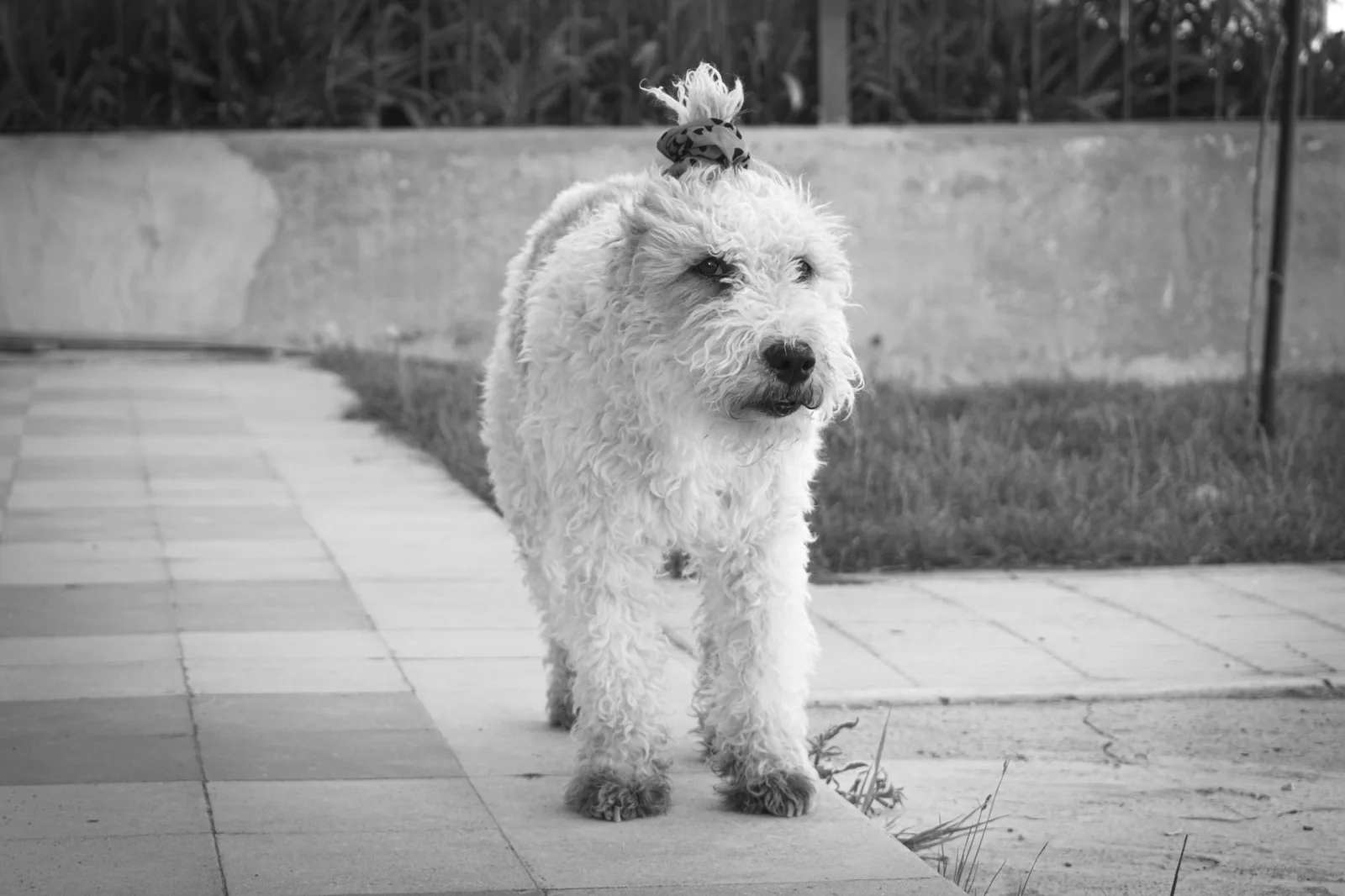 A West Highland White Terrier standing outdoors in daylight