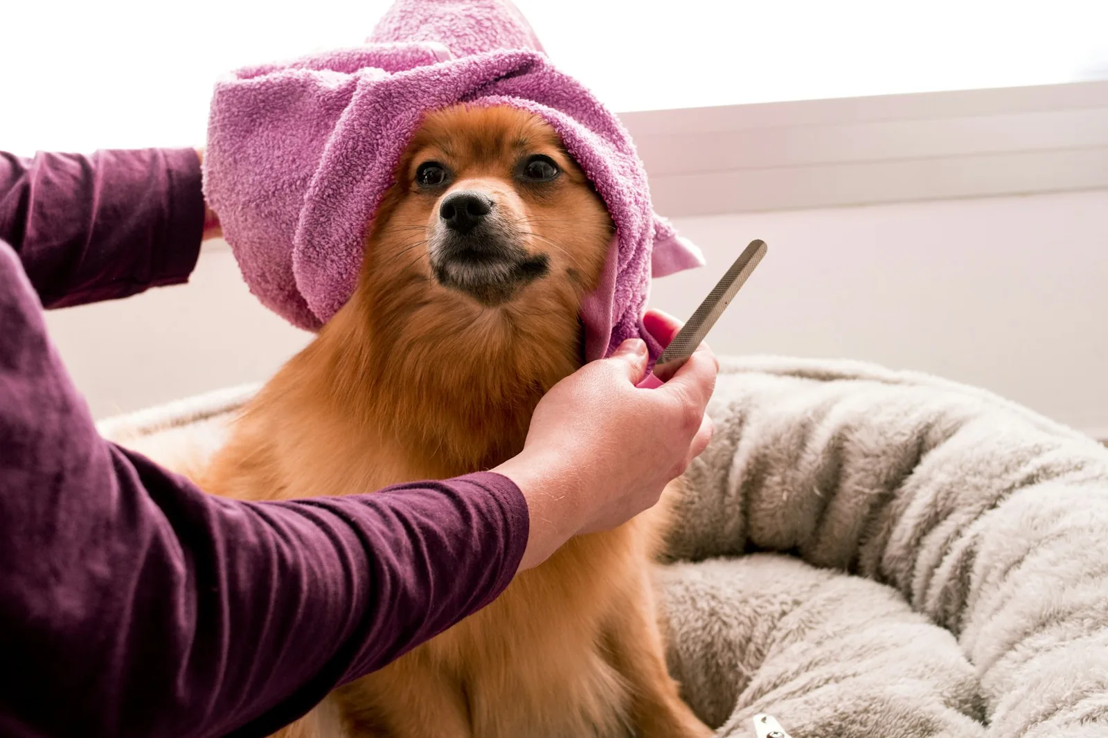 A dog being dried with a towel after coming indoors